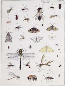 各种昆虫，来自&39;Diarium Zoologicum&39;的板IV，1787（笔和墨水和纸上的wc）